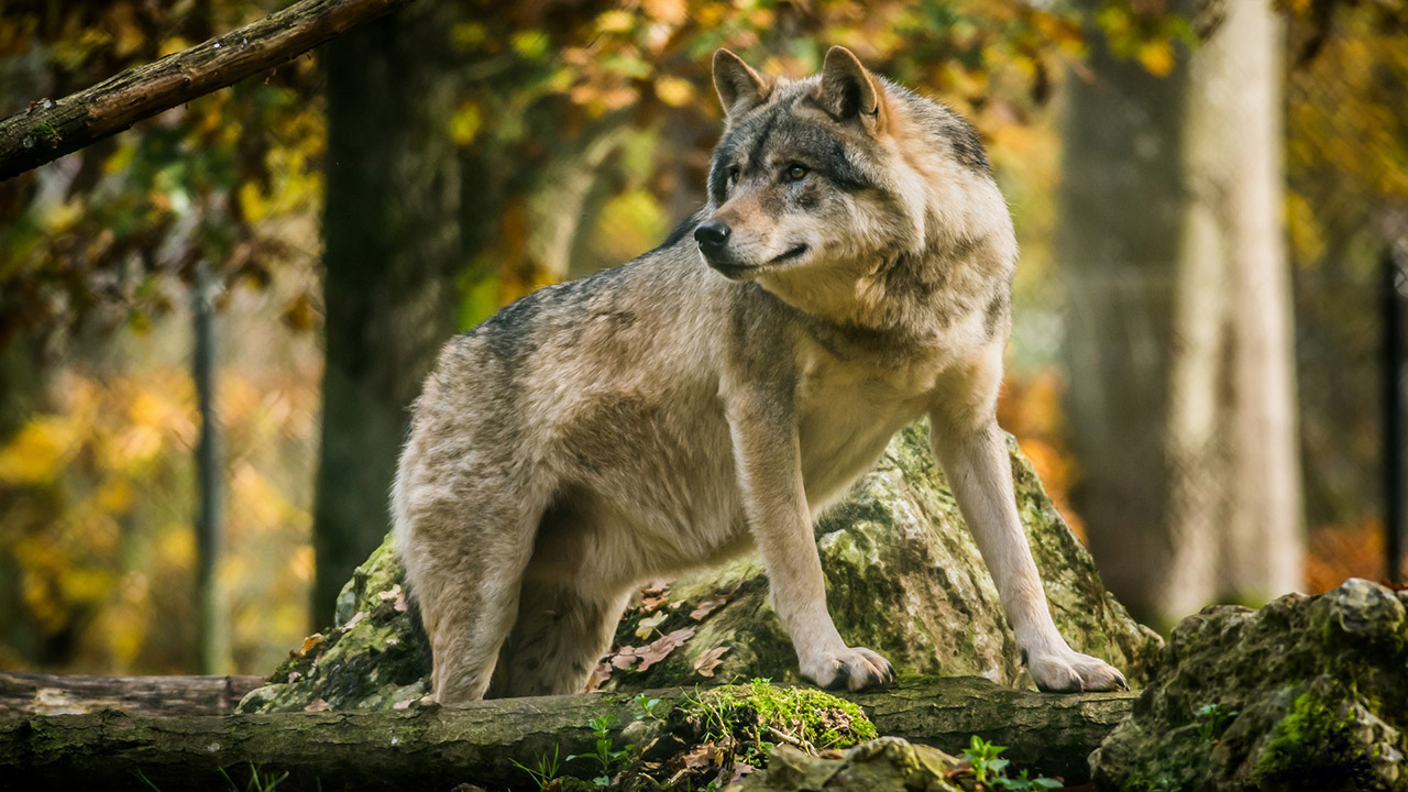 Охота на волка
